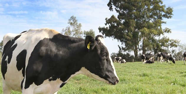 Sistema Faep Novas Regras No Combate A Brucelose sistema faep novas regras no combate